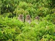 Affen im Regenwald