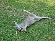 schlafendes Kangaroo