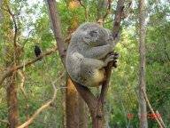 Koala schlaeft