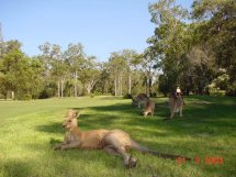 The Gainsborough Greens kangaroos 