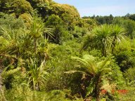 New Zealand Pflanzen