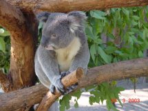 Koala im Naturpark 