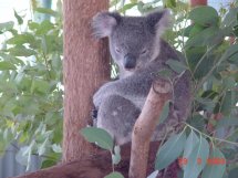 Koala im Naturpark 