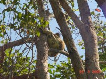 Koala im Baum auf dem Golf 