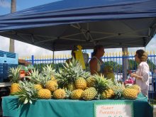 Ananas Sunshine Coast