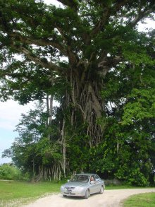 Riesenbaum 