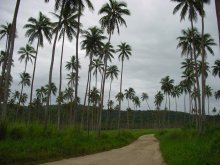 Palmenplantagen
