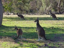 Kangaroos near Swan Valley Golf Course