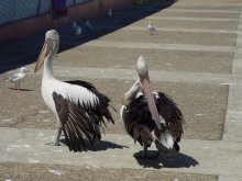 Pelikane vor einem Restaurant