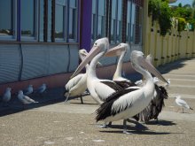 Pelikane vor einem Restaurant