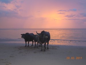 Buffalos auf unserem Strand LaiYang.