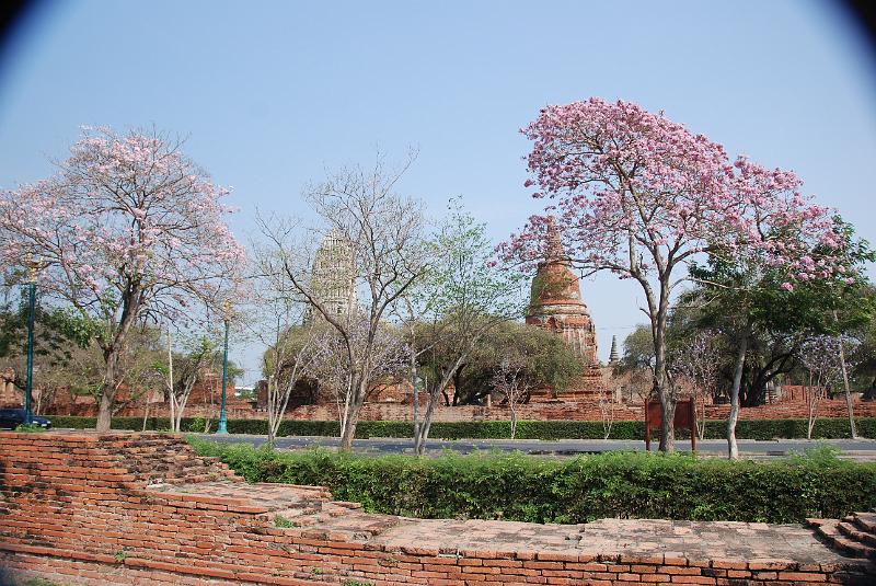 DSC_0475.JPG - Wat Mahathat