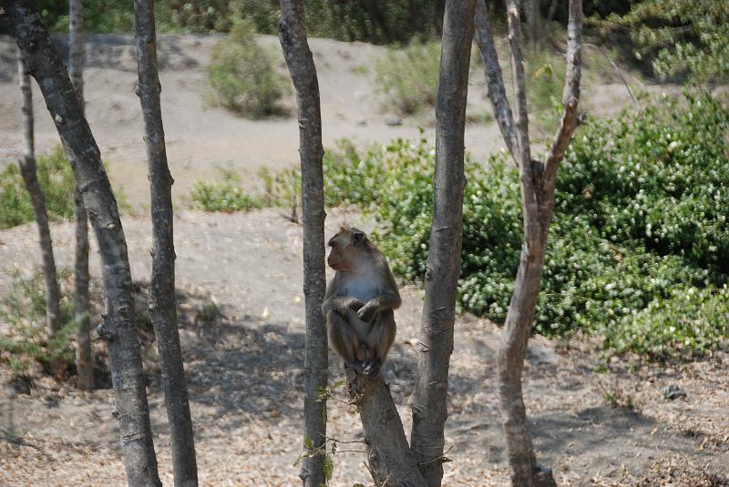 DSC_0865.JPG - Monkeys in Khao Sam Roi Yod National Park