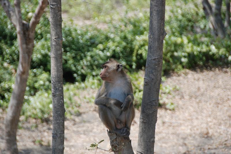 DSC_0867.JPG - Monkeys in Khao Sam Roi Yod National Park
