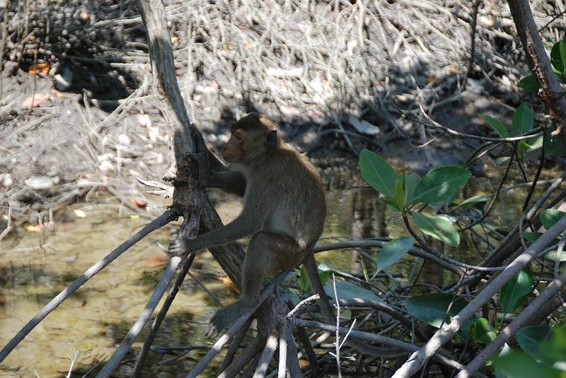 DSC_0868.JPG - Monkeys in Khao Sam Roi Yod National Park