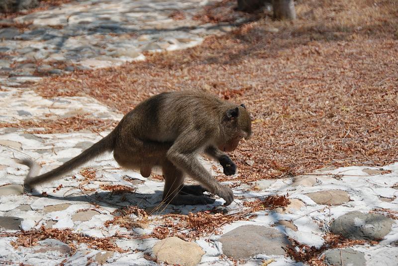 DSC_0873.JPG - Monkeys in Khao Sam Roi Yod National Park