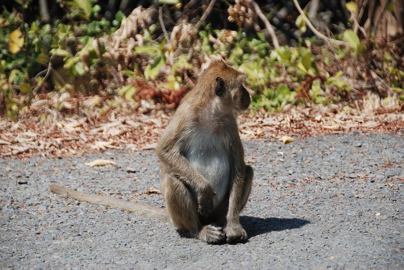 DSC_0875.JPG - Monkeys in Khao Sam Roi Yod National Park