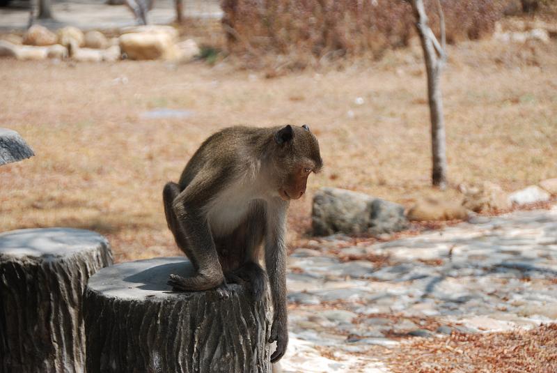 DSC_0877.JPG - Monkeys in Khao Sam Roi Yod National Park
