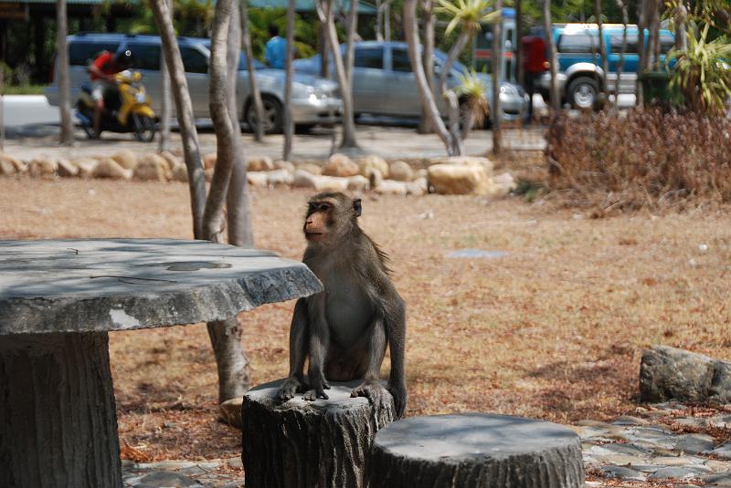 DSC_0878.JPG - Monkeys in Khao Sam Roi Yod National Park