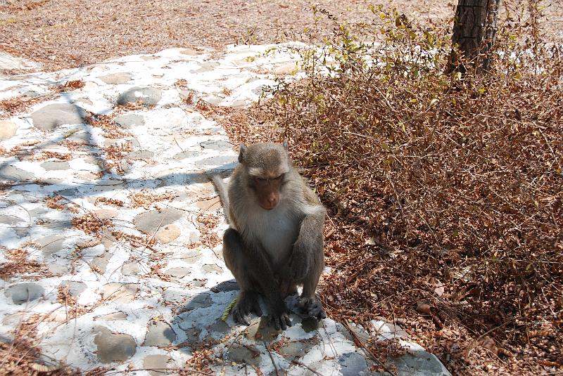 DSC_0879.JPG - Monkeys in Khao Sam Roi Yod National Park