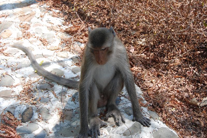 DSC_0880.JPG - Monkeys in Khao Sam Roi Yod National Park