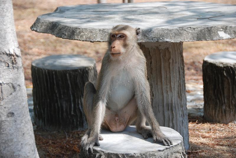 DSC_0881.JPG - Monkeys in Khao Sam Roi Yod National Park