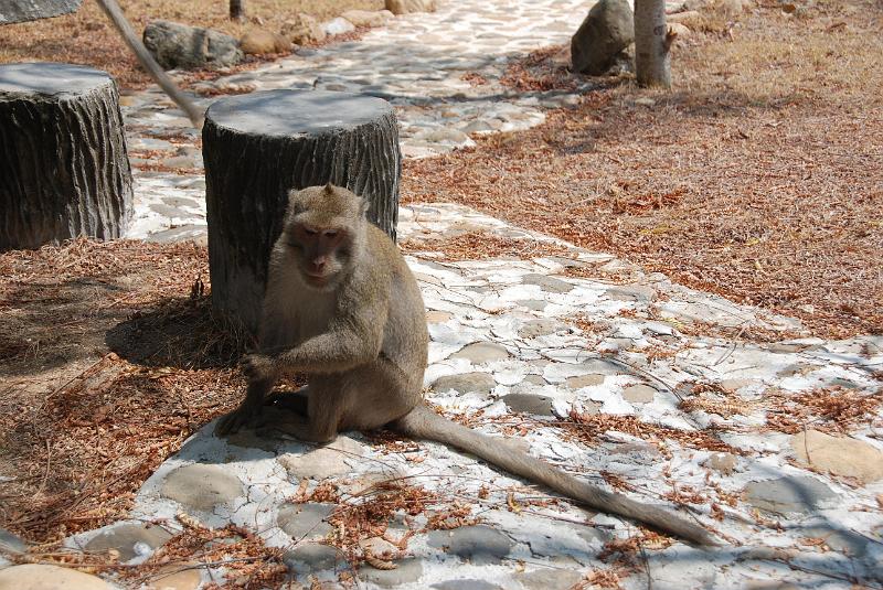 DSC_0882.JPG - Monkeys in Khao Sam Roi Yod National Park