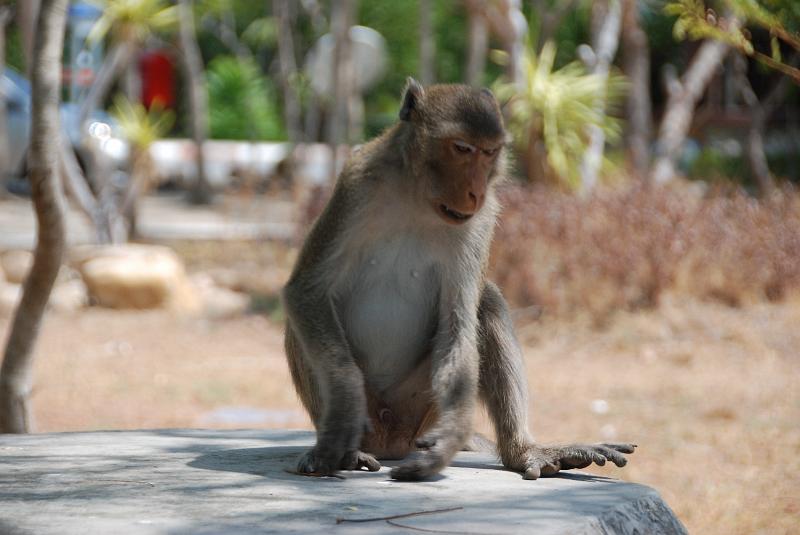 DSC_0884.JPG - Monkeys in Khao Sam Roi Yod National Park
