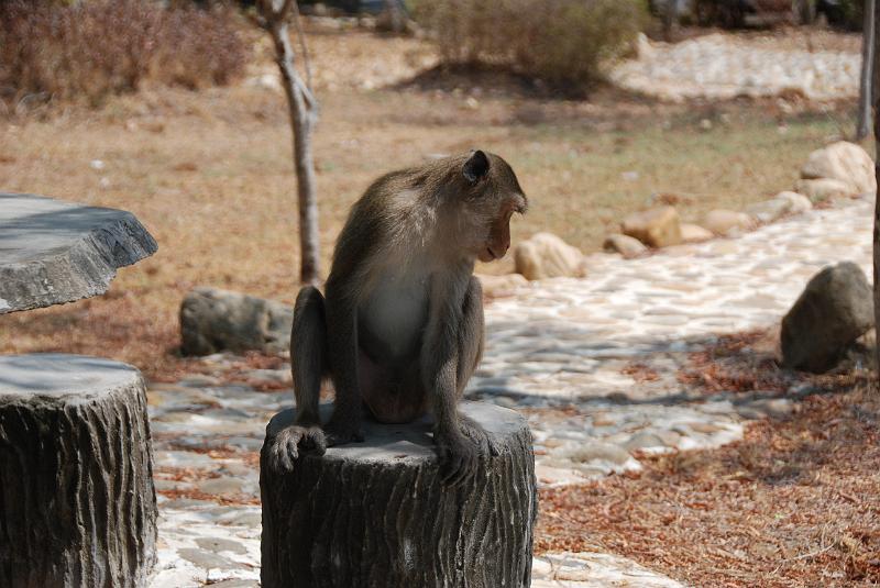 DSC_0885.JPG - Monkeys in Khao Sam Roi Yod National Park
