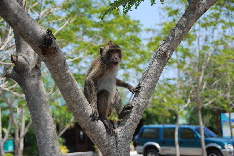 DSC_0886.JPG - Monkeys in Khao Sam Roi Yod National Park