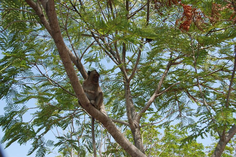 DSC_0887.JPG - Monkeys in Khao Sam Roi Yod National Park