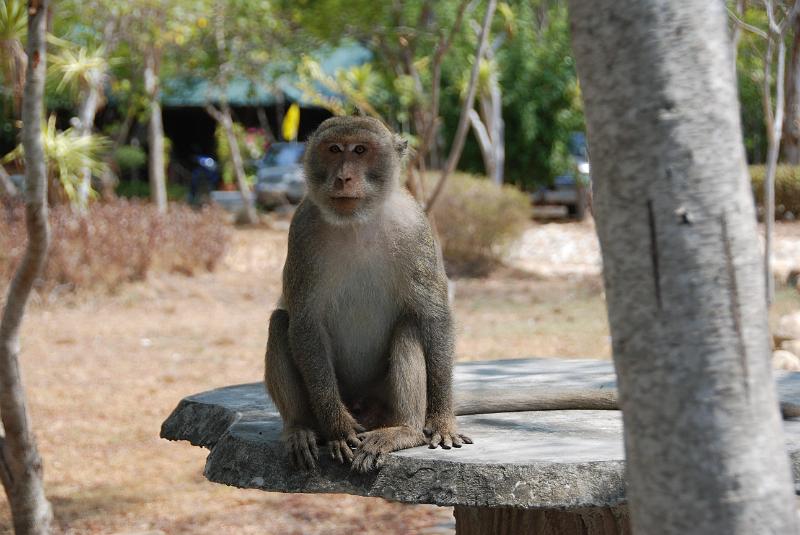 DSC_0889.JPG - Monkeys in Khao Sam Roi Yod National Park