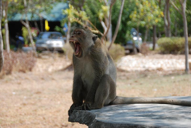 DSC_0891.JPG - Monkeys in Khao Sam Roi Yod National Park