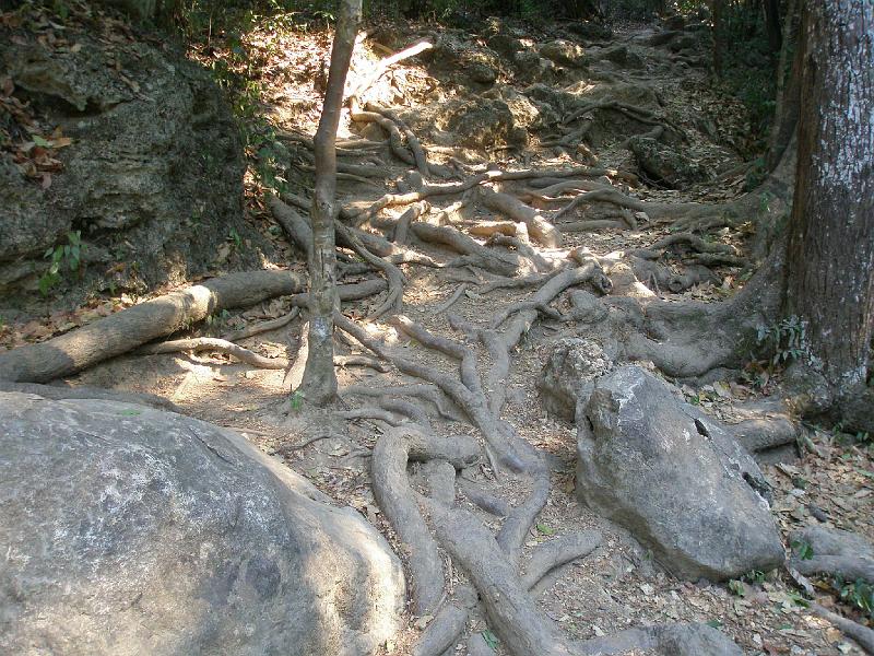 P3060577.JPG - Erawan Waterfalls.Roots of the old trees.