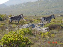 Zebras im Cape Peninsula Natur Reservat