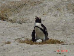 Pinguin op haar nest