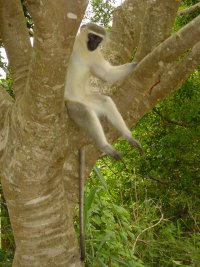 Affen in St. Lucia (haben leuchtend blaue Hoden!).