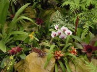 Orchideen im botanischer Garten