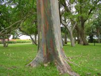 Eukalyptus mit verschiedenen Farben (Neu Guinea)