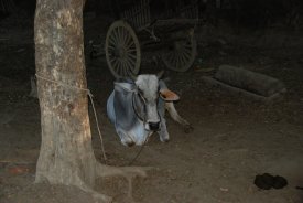 Haustier Kuh/huisdier koe/domestic animal cow.