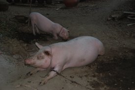 Haustier Schwein / huisdier varken / domestic animal pig