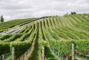 Weinfeld / vineyard/ wijngaard
