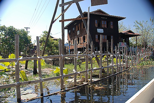 DSC_0656.JPG - Lotus flowers.
