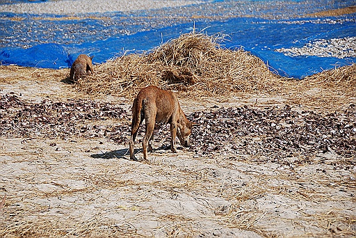 DSC_0255.JPG